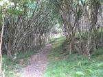 Mont Limon